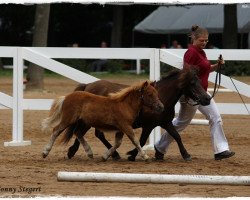 Pferd Bente von Salza (Shetland Pony, 2014, von Inspektor vom Fasanenweg)