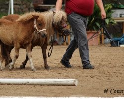 Pferd Samira-Chiara (Shetland Pony, 2014, von Sir Wolter van de Bekkenkamp)