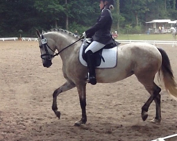 dressage horse Jamira 30 (German Riding Pony, 2008, from Auheim's Maximus)