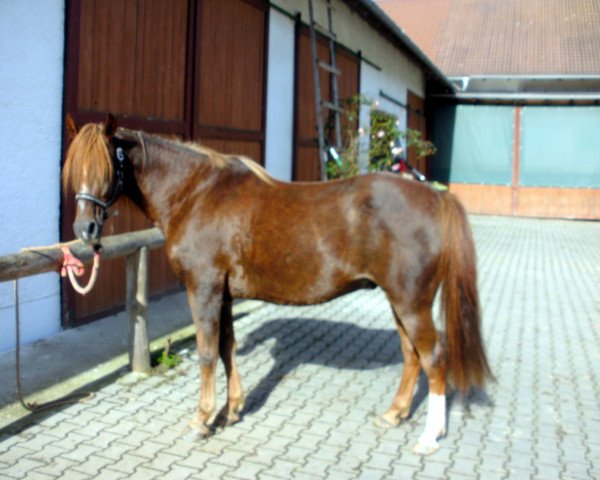 Pferd Moritz (Welsh-Mix, 2005)