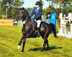 Pferd Carel (Belgisches Reitpony, 1995, von Rusty)