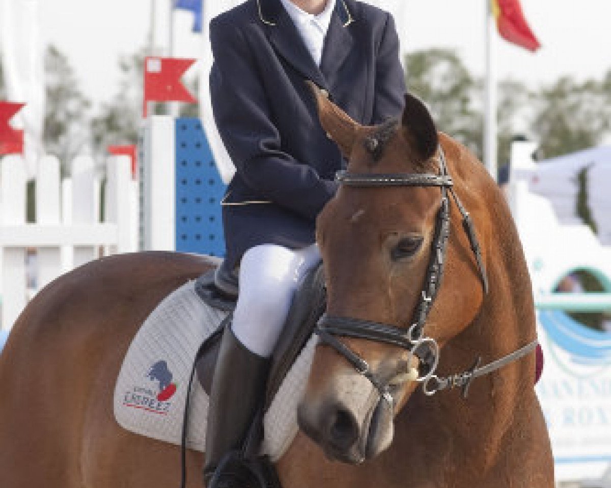 broodmare Francisca F van het Juxschot (Belgian Riding Pony, 2001, from Kantje's Fahran)