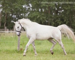 Pferd Don Picard 2 (Deutsches Reitpferd, 1995, von Donar)