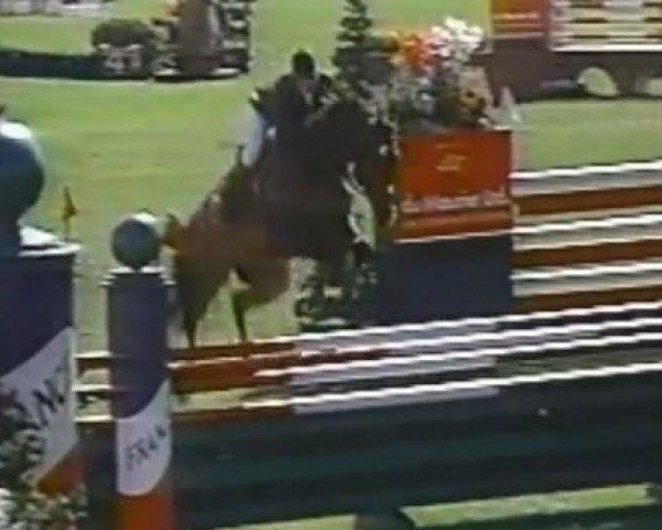 Pferd Loro Piana Tomboy VI (Irish Sport Horse, 1983, von Coevers xx)