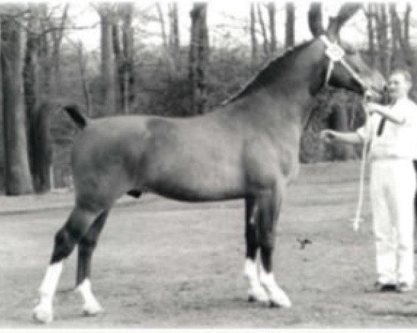 stallion Baldewijn (KWPN (Royal Dutch Sporthorse), 1963, from Balthazar)