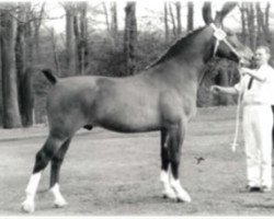 Deckhengst Baldewijn (KWPN (Niederländisches Warmblut), 1963, von Balthazar)