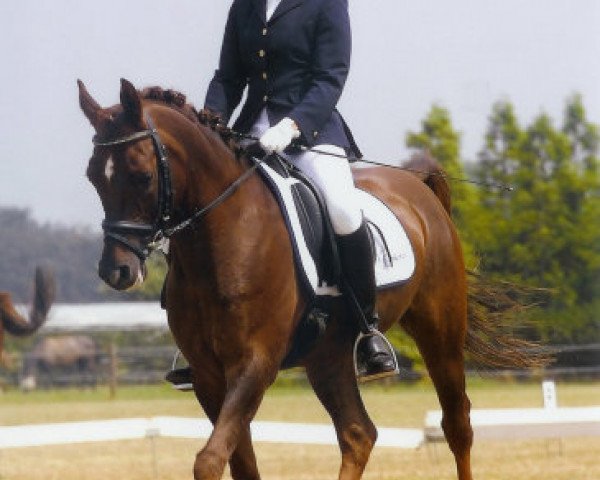 horse Jasper van de Hoppenhof (Nederlands Rijpaarden en Pony, 1994, from Juravel ox)