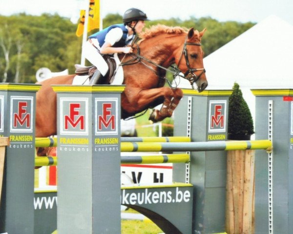 jumper Kantje's Amethist (New Forest Pony, 2005, from Brandy XIII)