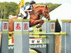 jumper Kantje's Amethist (New Forest Pony, 2005, from Brandy XIII)