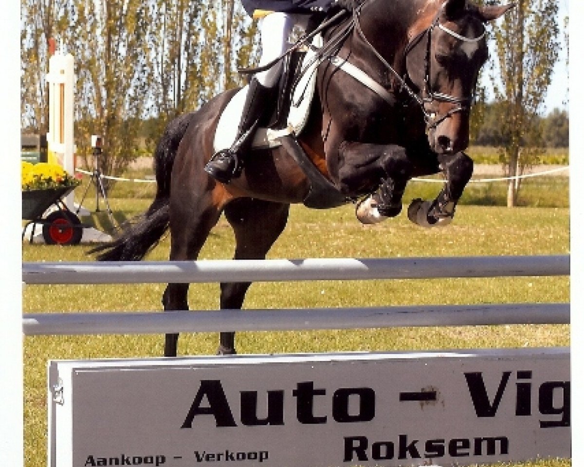 stallion Ten Ankers Jerolianca (New Forest Pony, 1989, from Mermaids Jeroen)