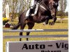 stallion Ten Ankers Jerolianca (New Forest Pony, 1989, from Mermaids Jeroen)