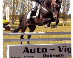 stallion Ten Ankers Jerolianca (New Forest Pony, 1989, from Mermaids Jeroen)