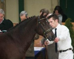 stallion Hoppenhof's Luuk (New Forest Pony, 2001, from Meonbury Peter Rabbit)