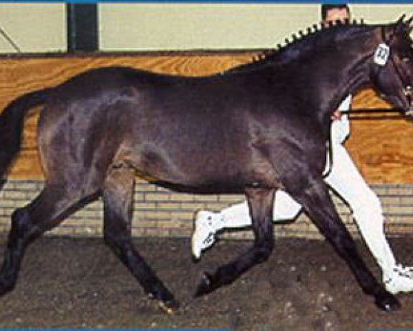 dressage horse Hoppenhof's Vivaldi (New Forest Pony, 1998, from Offem Minos)