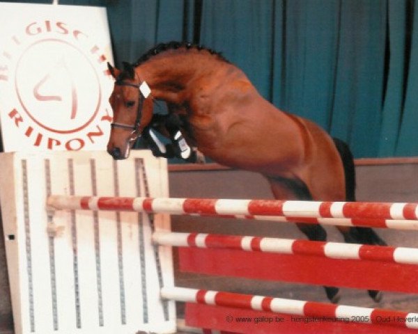 stallion Hoppenhof's Erwin (New Forest Pony, 1997, from Melle Bruno)