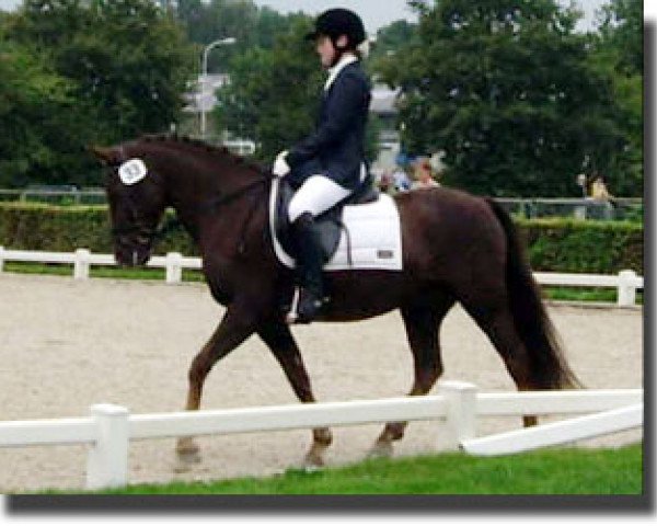 horse Hoppenhof's Jumbo (New Forest Pony, 1992, from Beyerlodge Diamond M)