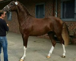 dressage horse Hengst von De Niro (Hanoverian, 2012, from De Niro)