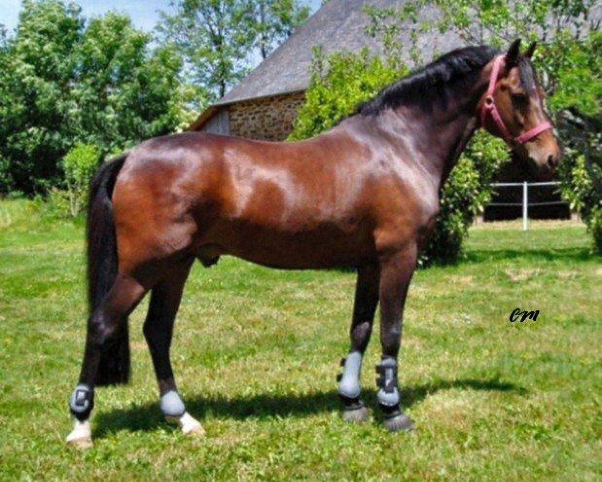 Deckhengst Offem Minos (New-Forest-Pony, 1994, von Brummerhoeve's Boss)