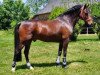 stallion Offem Minos (New Forest Pony, 1994, from Brummerhoeve's Boss)