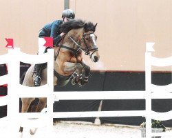 horse Hoppenhof's Batman (New Forest Pony, 2006, from Hoppenhof's Vivaldi)