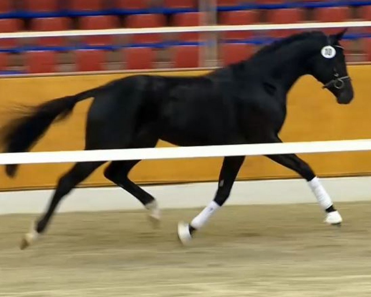 horse Django Unchained S (Oldenburg, 2012, from Destano)