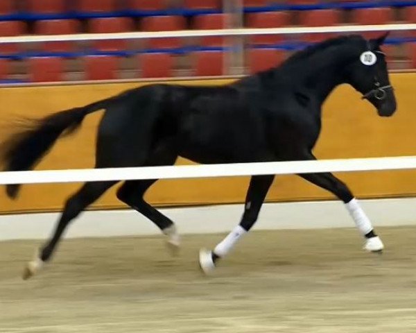 dressage horse Django Unchained S (Oldenburg, 2012, from Destano)