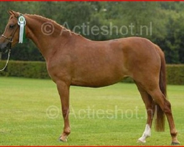 Zuchtstute Hoppenhof's Rosita (New-Forest-Pony, 2002, von Nieuwmoeds Patrick)