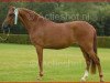 broodmare Hoppenhof's Rosita (New Forest Pony, 2002, from Nieuwmoeds Patrick)