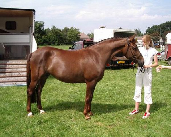 broodmare Hoppenhof's Marcia (New Forest Pony, 1997, from Melle Bruno)