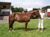 Zuchtstute Hoppenhof's Marcia (New-Forest-Pony, 1997, von Melle Bruno)