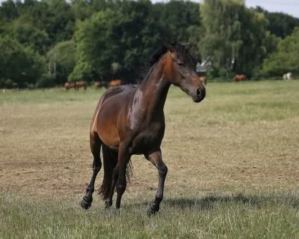 Pferd Hoppenhof's Eva (New-Forest-Pony, 2008, von Polsbury Pirelli)