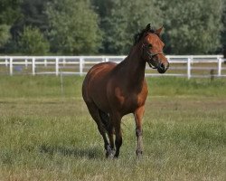 Zuchtstute Hoppenhof's Pardoes (New-Forest-Pony, 2008, von Nieuwmoeds Patrick)