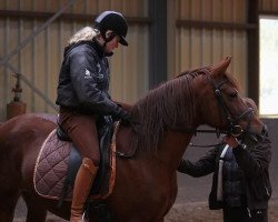 broodmare Mellowidy (New Forest Pony, 2001, from Nieuwmoeds Patrick)