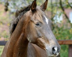 dressage horse Hyper Hyper (Oldenburg, 2008, from Floresco NRW)