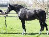 stallion Bijsterhof's Diamond Dancer (KWPN (Royal Dutch Sporthorse), 2010, from Heitrak's Marvin)