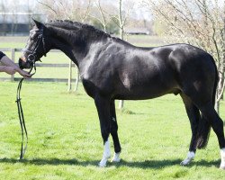 Deckhengst Bijsterhof's Diamond Dancer (KWPN (Niederländisches Warmblut), 2010, von Heitrak's Marvin)