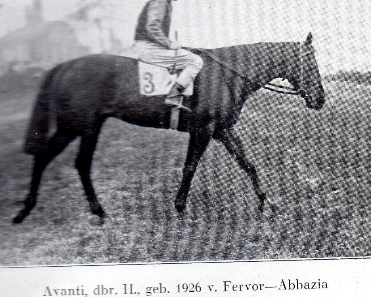 Deckhengst Avanti xx (Englisches Vollblut, 1926, von Fervor xx)