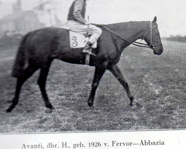 stallion Avanti xx (Thoroughbred, 1926, from Fervor xx)