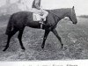 stallion Avanti xx (Thoroughbred, 1926, from Fervor xx)