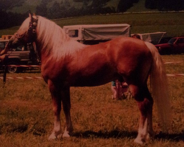 stallion Naxan (6,25% ox) (Edelbluthaflinger, 1989, from Nadin)