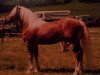 stallion Naxan (6,25% ox) (Edelbluthaflinger, 1989, from Nadin)