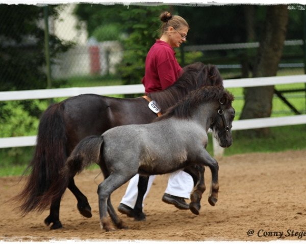 Pferd Jette von Salza (Shetland Pony, 2014, von Harvey)