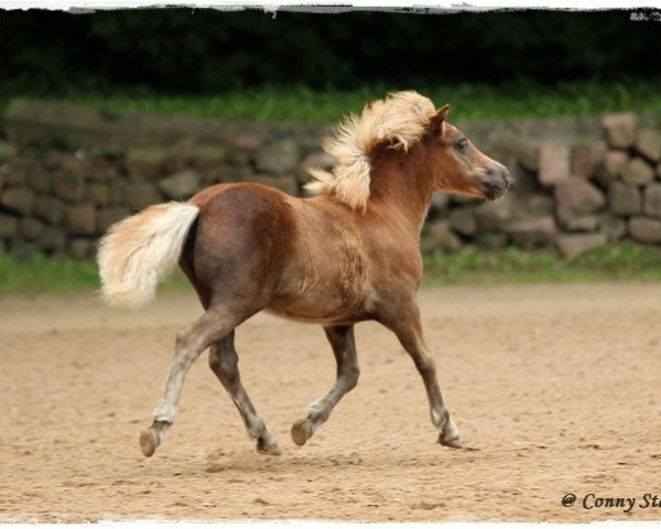 horse Nele (Shetland Pony, 2014, from Marco von Obernissa)