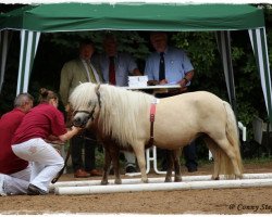 Zuchtstute Bella I (Shetland Pony, 2007, von Beppo)