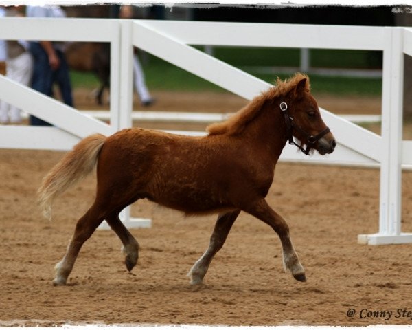 horse Isaak von salza (Shetland Pony, 2014, from Inspektor vom Fasanenweg)