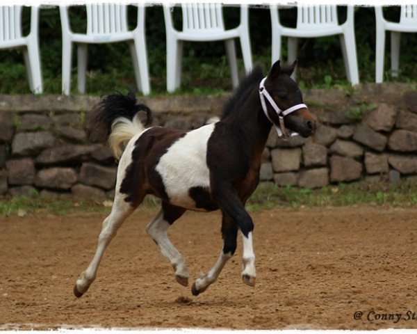 Pferd Nicki (Shetland Pony, 2014, von Nick)