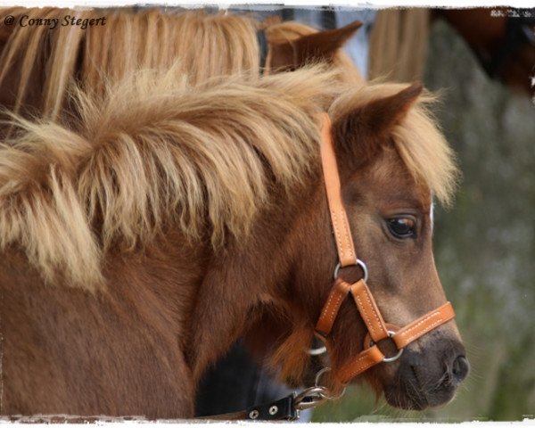 Pferd Sir Wesley (Shetland Pony, 2014, von Sir Wolter van de Bekkenkamp)