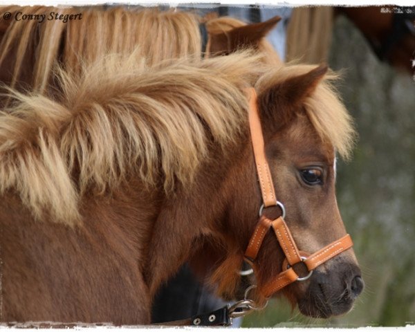 horse Sir Wesley (Shetland Pony, 2014, from Sir Wolter van de Bekkenkamp)