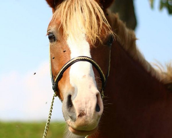dressage horse Casanova 493 (Pony without race description, 2013)