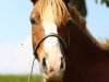 dressage horse Casanova 493 (Pony without race description, 2013)